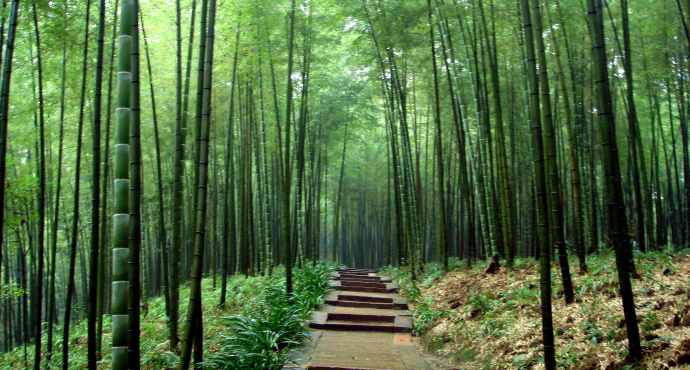 永川·中国茶山竹海国家森林公园